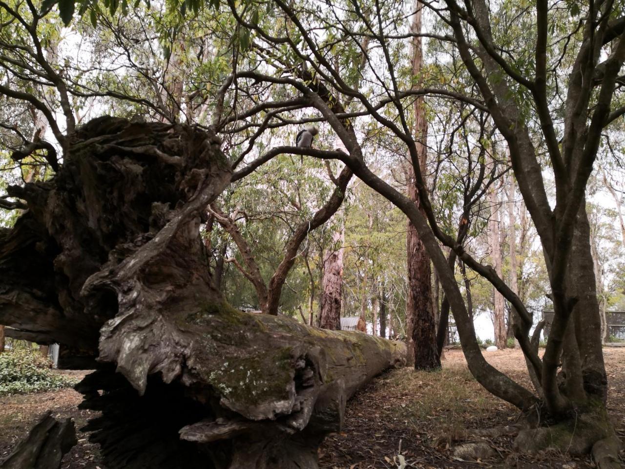 Kalimna Woods Cottages Lakes Entrance Buitenkant foto